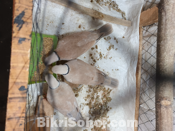 অস্ট্রেলিয়ান ঘুঘু ২ জোড়া দেশীয় ঘুঘ ১জোড়া